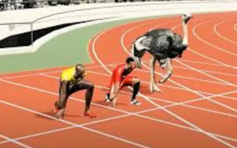 Usain Bolt y una avestruz listos para competir, ¿quién alcanzará la velocidad punta?